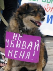 Не менее 2 тысяч петербуржцев придут на акцию в защиту бездомных животных