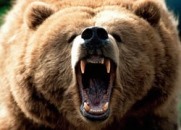 В Санкт-Петербурге медведь напал на женщину, которая пришла в гости к цыганам 