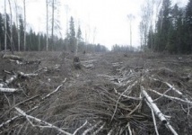 Сегодня в Москве пройдет акция против вырубки подмосковных лесов