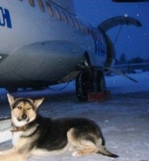 В Томске из-за собак, бегавших по взлетной полосе, самолет не мог сесть 
