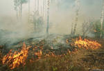 МЧС: 23 лесоторфяных пожара обнаружено в Подмосковье 