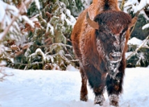 В Якутию из Канады доставлены бизоны, которые вымерли в Сибири 10 тыс. лет назад 