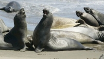 Полсотни мертвых тюленей нашли на побережье Каспия