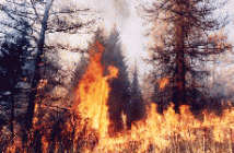 Масштаб лесных пожаров побил рекорд 2010 года 