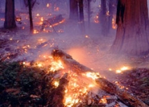 Потушен пожар в национальном парке «Мещера» во Владимирской области 