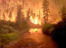 В Сибири горит 40 тыс. гектаров леса 