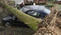 Ветер в Москве повалил 100 деревьев. Десять машин пострадали