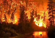 МЧС: почти 2 тыс. га леса горит в Сибири 