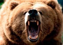 На Камчатке медведь напал на женщину 