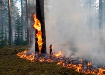 900 гектаров леса горит в Сибири 