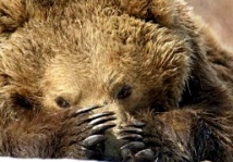 Контрабандист, перевозивший медвежьи лапы из РФ в Китай, задержан в Приморском крае