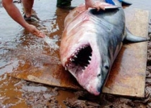 В Приморье акулу-людоеда ищут профессионалы