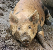 Кубанские свиньи заболели африканской чумой 