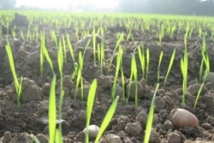 В 2012 году Украину ждет неурожай 