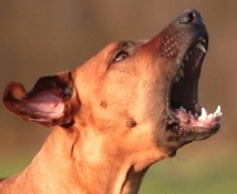 Владельцев собак будут штрафовать за лай их питомцев в США 