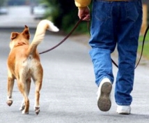 Пьяным жителям Белоруссии запретят выгуливать своих собак 