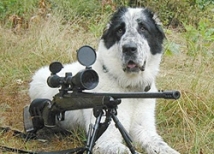 Охотничий пес подстрелил своего хозяина 