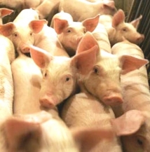 В Астраханской области вновь обнаружен вирус чумы свиней