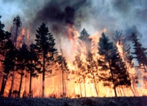 Трагедия при тушении лесного пожара в Туве: подробности 