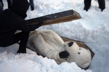 В Новосибирске состоялись похороны медведя-единоросса 