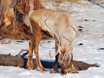 Массовая гибель оленей в Ненецком автономном округе из-за голода — впервые с 1980-х годов 