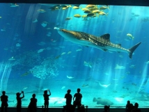 В Москве откроется крупнейший в Европе океанический парк развлечений 