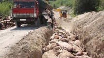 Россельхознадзор: отрасль свиноводства под угрозой закрытия из-за африканской чумы 