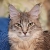 licacoon