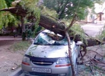 В Ростове-на-Дону на маршрутку упало дерево 